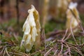 Hypopitys monotropa plant which gets its food through parasitism upon fungi rather than photosynthesis from spruce tree