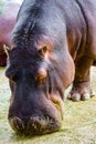 hypopotamo eating grass quietly out of the water in a camera close-up. Royalty Free Stock Photo