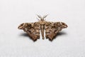 Hyposidra violescens moth