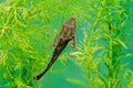 Hypostomus plecostomus