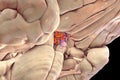 Hypothalamic nuclei, 3D illustration