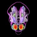 Hypothalamic nuclei, 3D illustration