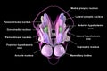 Hypothalamic nuclei, 3D illustration