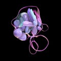 Hypothalamic nuclei, 3D illustration