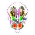 Hypothalamic nuclei, 3D illustration