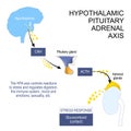 Hypothalamic pituitary adrenal axis Royalty Free Stock Photo