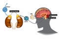 Hypothalamic-pituitary-adrenal HPA axis Royalty Free Stock Photo