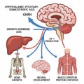 Hypothalamic Pituitary Somatotropic Axis Diagram science Royalty Free Stock Photo