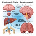 Hypothalamic Pituitary Somatotropic Axis Diagram science 1 Royalty Free Stock Photo