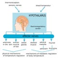 Hypothalamus Royalty Free Stock Photo