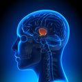 Hypothalamus - Female Brain Anatomy Royalty Free Stock Photo