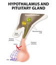 Hypothalamus and Pituitary Gland Royalty Free Stock Photo