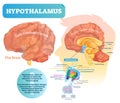 Hypothalamus vector illustration. Labeled diagram with brain part structure Royalty Free Stock Photo