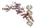 Hypoxia-inducible factor 1 (HIF-1) transcription factor, bound to DNA