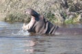 Hyppo in Botswana