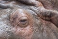 Hyppopotamus portrait Royalty Free Stock Photo