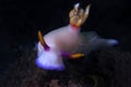 Hypselodoris bullocki. Nudibranchs