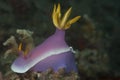 Hypselodoris bullockii Nudibranch Royalty Free Stock Photo