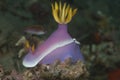 Hypselodoris bullockii Nudibranch Royalty Free Stock Photo