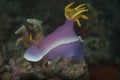 Hypselodoris bullockii Nudibranch Royalty Free Stock Photo