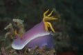 Hypselodoris bullockii Nudibranch Royalty Free Stock Photo