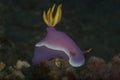 Hypselodoris bullockii Nudibranch Royalty Free Stock Photo