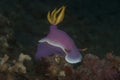 Hypselodoris bullockii Nudibranch Royalty Free Stock Photo