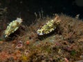 Hypselodoris kanga Nudibranch 02 Royalty Free Stock Photo