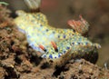 Hypselodoris Kanga Nudibranchs Royalty Free Stock Photo