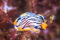Hypselodoris maritima Royalty Free Stock Photo