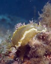 Hypselodoris picta