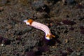 Hypselodoris whitei Nudibranch Royalty Free Stock Photo