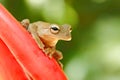 Hypsiboas pardalis, Leopard tree frog, with red flower, in tropic forest. Frog from Costa Rica, tropic forest. Beautiful animal