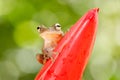 Hypsiboas pardalis, Leopard tree frog, with red flower, in tropic forest. Frog from Costa Rica, tropic forest. Beautiful animal