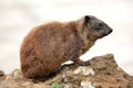 Hyrax Royalty Free Stock Photo