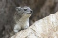 Hyrax - Dassie