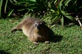 Hyrax or Dassie, Tsitsikamma National Park, South Africa