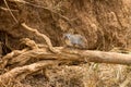 Hyrax small animal sitting on a dry tree branch