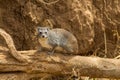Hyrax small animal sitting on a dry tree branch