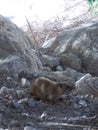 Hyrax, Ein Gedi natural park. Israel Royalty Free Stock Photo