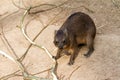 Hyrax Royalty Free Stock Photo