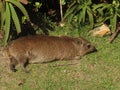 A Hyrax laying on the grass