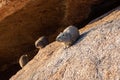 Hyrax near Spitzkoppe Royalty Free Stock Photo