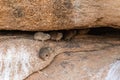 Hyrax near spitzkoppe Royalty Free Stock Photo