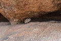Hyrax near spitzkoppe Royalty Free Stock Photo