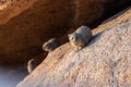 Hyrax near Spitzkoppe Royalty Free Stock Photo