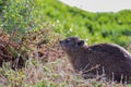 Hyrax perched atop a lush green meadow, surrounded by soft tufts of grass.