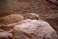 Hyrax relaxing in the Sun