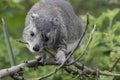 Hyrax at Serengeti Visitor Center, Tanzania