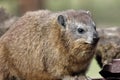 Hyrax at Serengeti Visitor Center, Tanzania